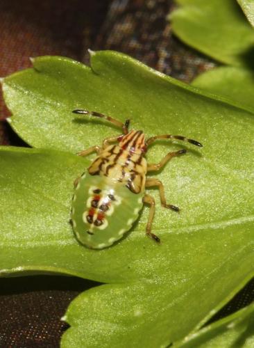 Réf. 185 003 : Elasmucha grisea